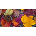 Peinture d'automne G1104 PINTDECOR