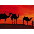 Cadre CAMELS IN THE DESERT G2030 PINTDECOR