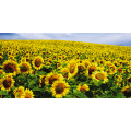 Quadro CHAMP DE TOURNESOLS G1122 PINTDECOR