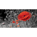 Cadre FIELD OF POPPIES G2516 PINTDECOR