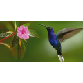 Image COLIBRI G2074 PINTDECOR