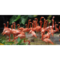 Cadre FLAMINGOS G1538 PINTDECOR