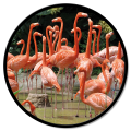 Cadre FLAMINGO GT6542 PINTDECOR