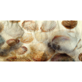 Cadre FOSSILES OF SHELLS G2038 PINTDECOR