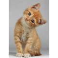 Cadre RED-HAIRED KITTEN G2092 PINTDECOR