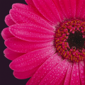 Cadre GERBERA G1110 PINTDECOR