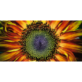 Cadre SUNFLOWER G1126 PINTDECOR