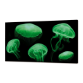 Peinture LUMINEUSE MEDUSE FLUO GL3498 PINTDECOR