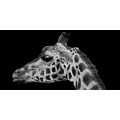 Cadre MUZZLE OF GIRAFFE G2012 PINTDECOR