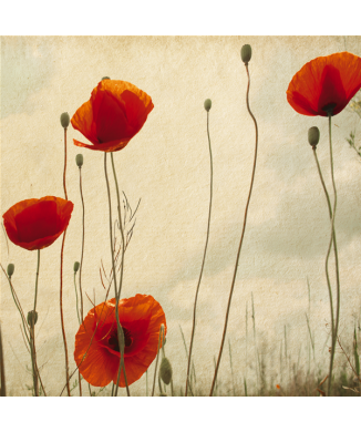 Cadre COQUELICOTS G1146 PINTDECOR