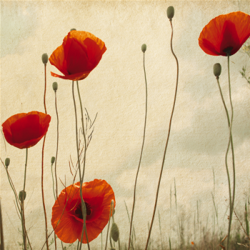 Cadre COQUELICOTS G1146 PINTDECOR