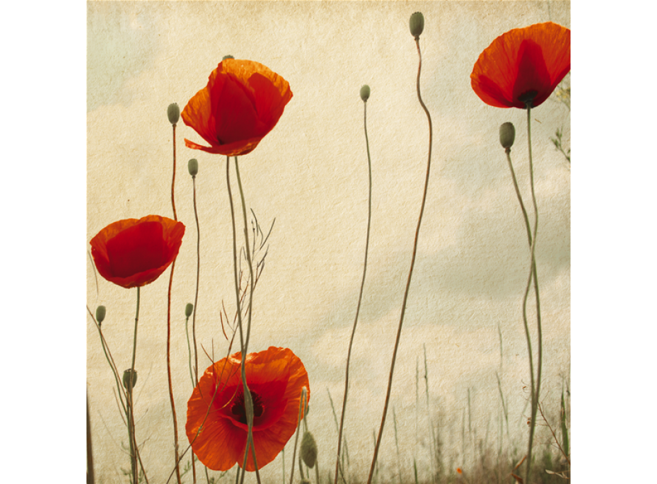 Cadre COQUELICOTS G1146 PINTDECOR