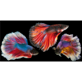 Cadre RED FISH G5960 PINTDECOR