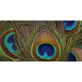 Cadre PEACOCK FEATHERS G2078 PINTDECOR