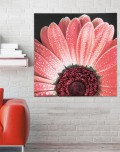 Cadre RED DAISY P4750 PINTDECOR