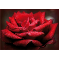 Peinture ROSE ROUGE G5196 PINTDECOR