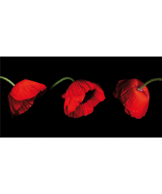 Image TROIS COQUELICOTS G2508 PINTDECOR