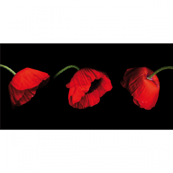 Image TROIS COQUELICOTS G2508 PINTDECOR