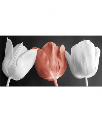 Cadre TULIPES G2520 PINTDECOR