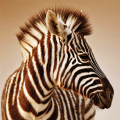 Cadre ZEBRA G2024 PINTDECOR